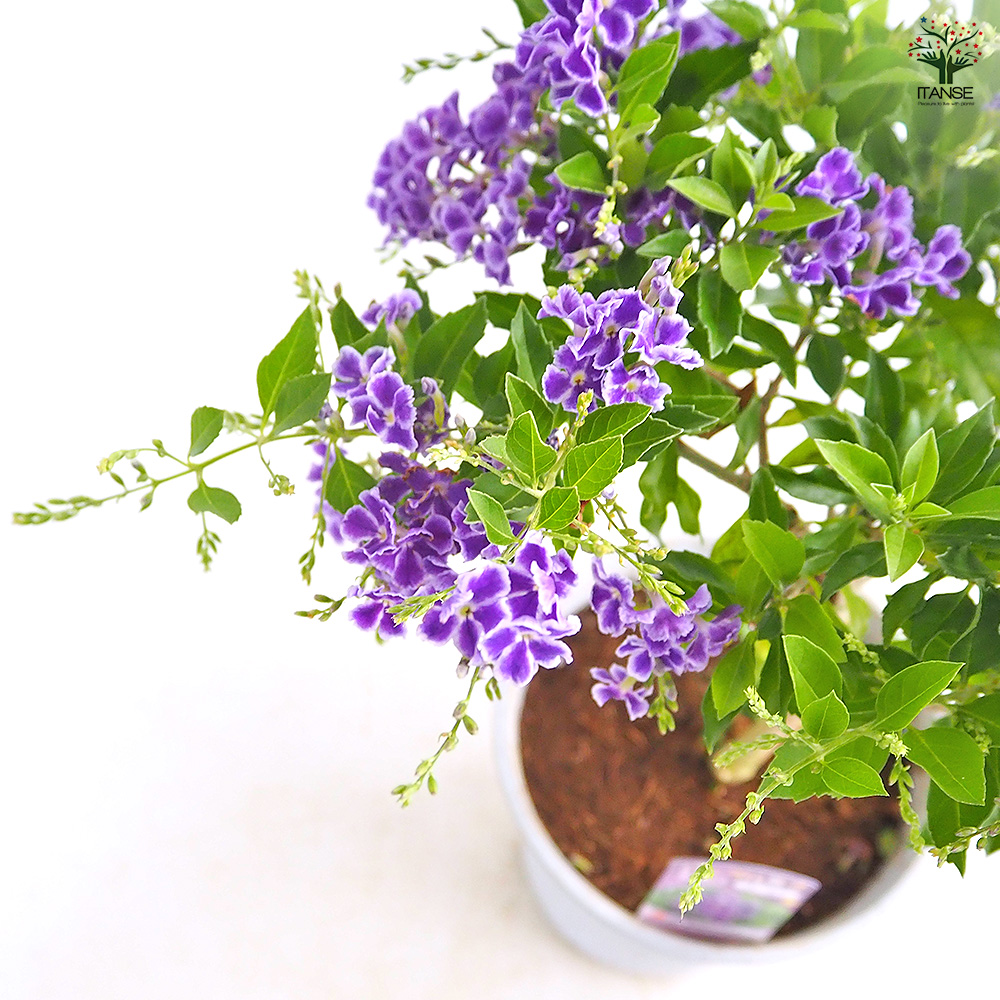 デュランタ宝塚 花木苗 4号/1個売り デュランタ タイワンレンギョウ