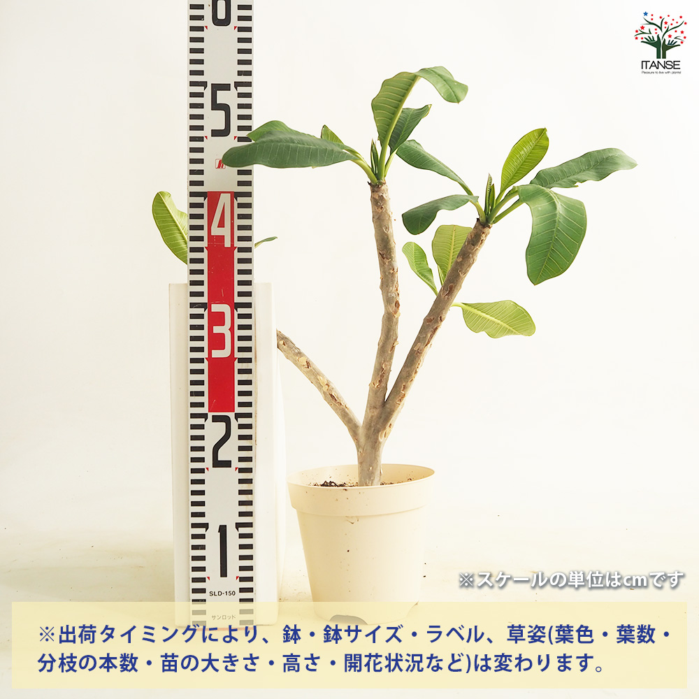 プルメリアの苗 J105 花木苗 5号/1個売り プルメリア プルメリアの苗木