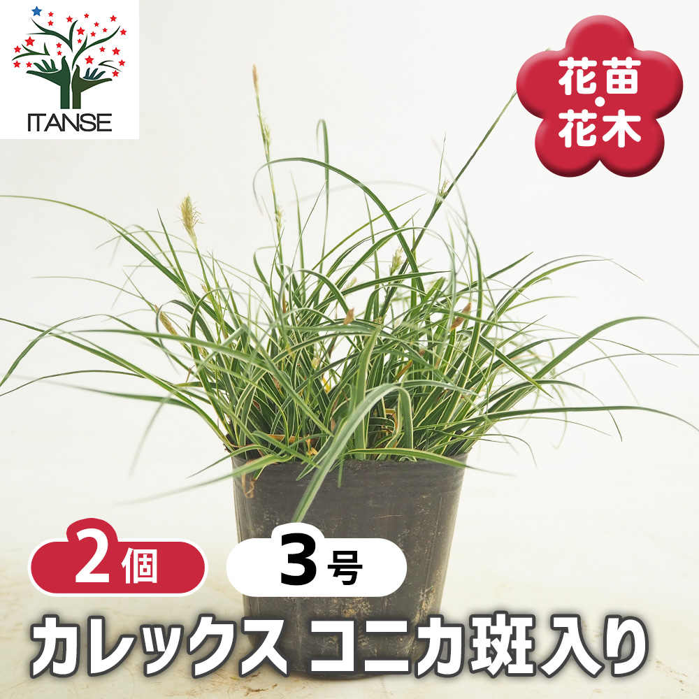 カレックス コニカ斑入り 花苗 3号/お買い得2個セット カラーリーフ 草