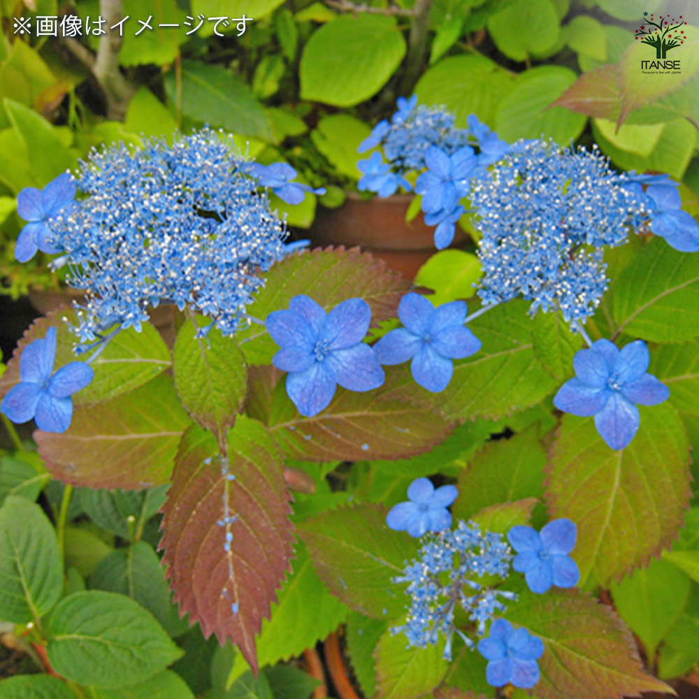山アジサイ 海峡 花木苗 3号/1個売り 花木 花木の苗 花の苗