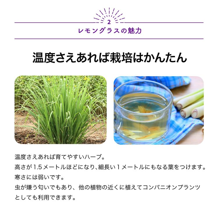 ITANSE ハーブ苗 レモングラス 9cmポット 3個セット 送料無料 イタンセ