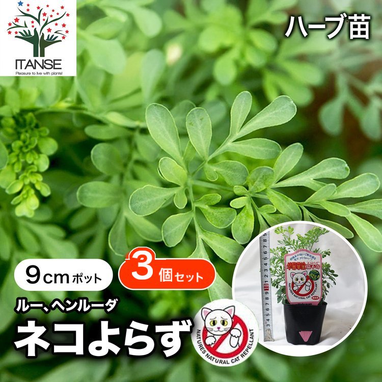 休止中　速達ヘンルーダ　ルー　ハーブ　ポットごと苗　猫よけ　宿根草　アゲハ餌 ITANSE ネコよらず ハーブ苗 9cmポット お買い得3個セット ヘンルーダ