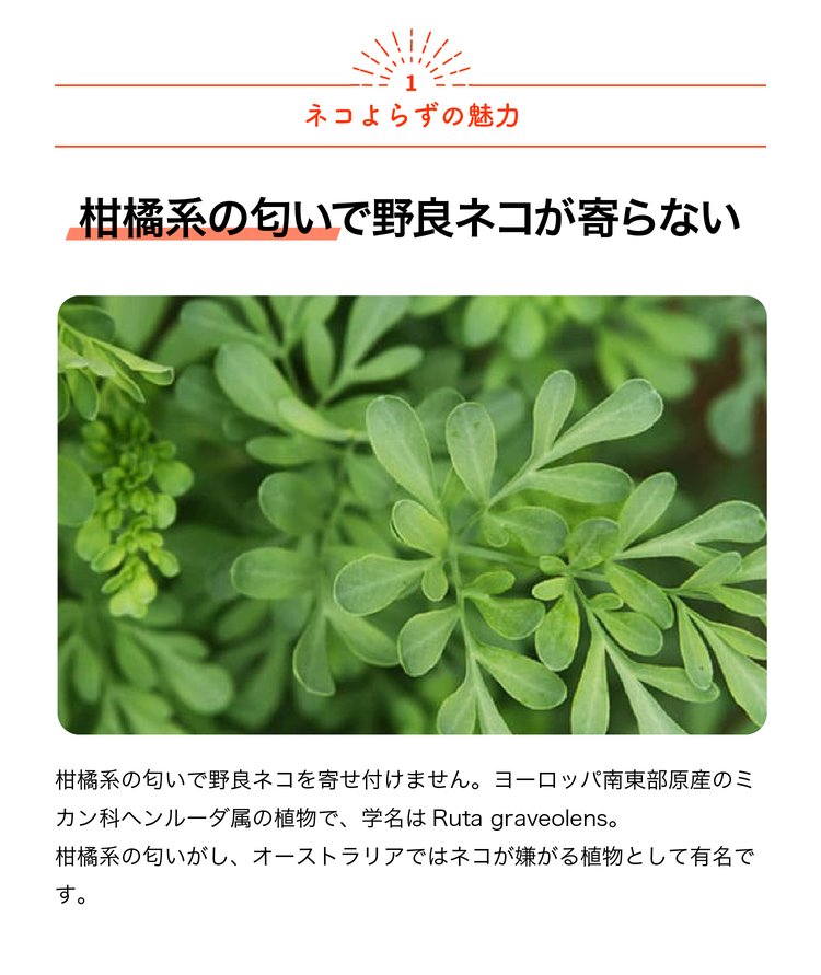 ITANSE ネコよらず ハーブ苗 9cmポット お買い得3個セット ヘンルーダ