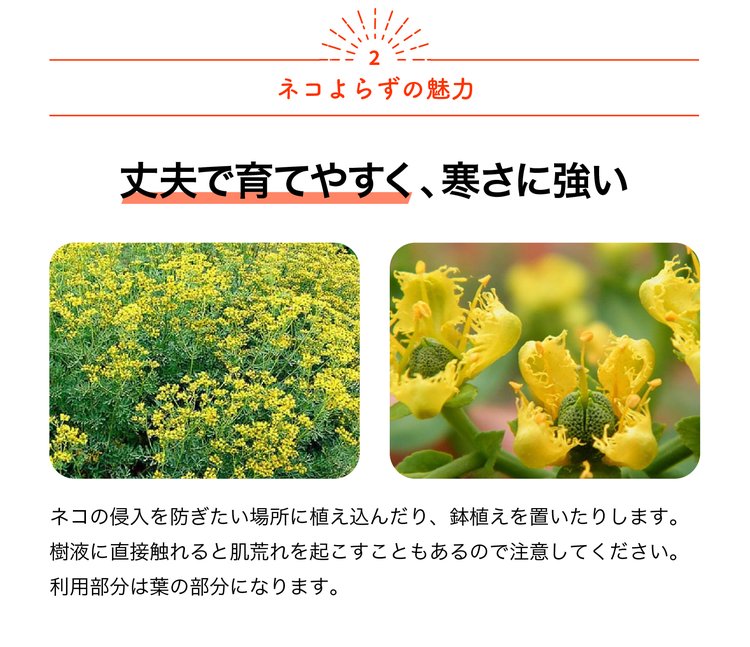 ITANSE ネコよらず ハーブ苗 9cmポット お買い得3個セット ヘンルーダ