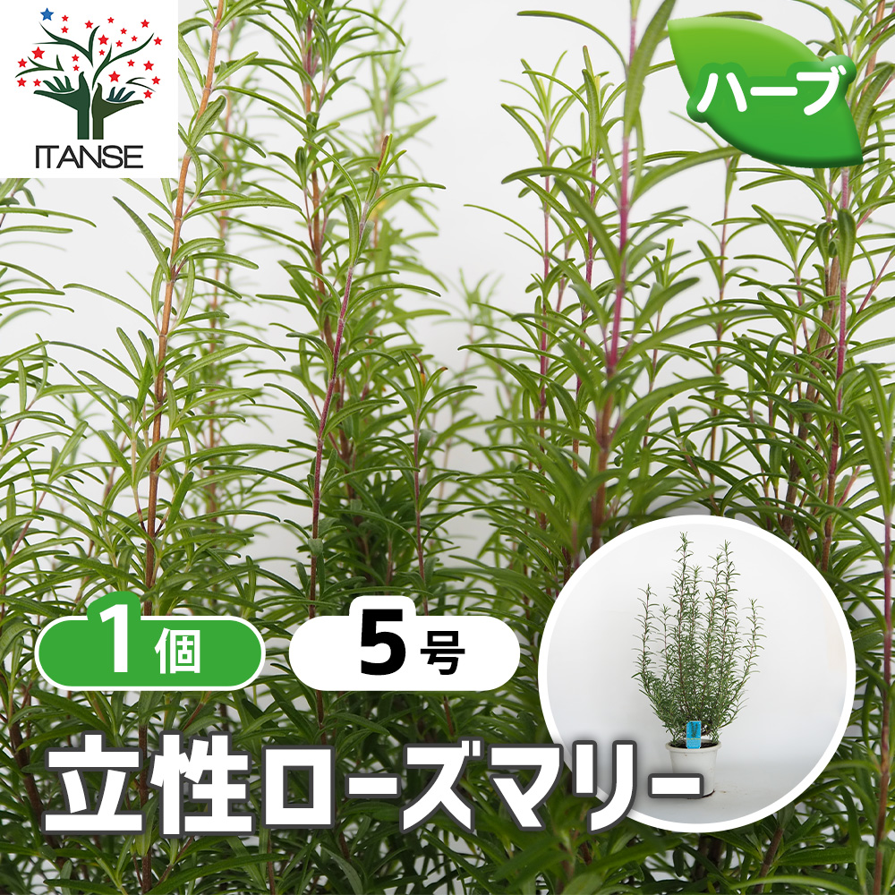 ローズマリー 立性 ハーブの苗 5号/1個売り ローズマリーの苗 herb