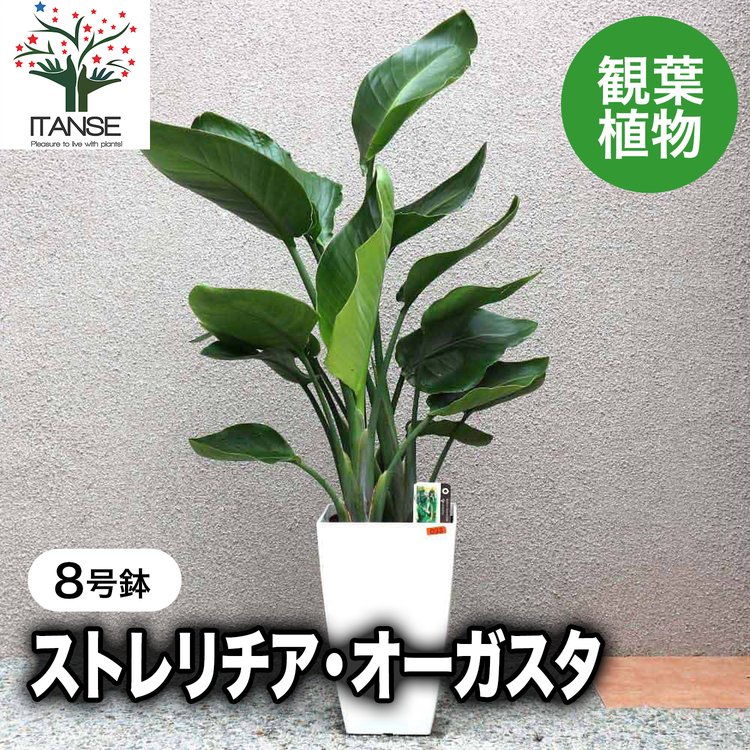 ITANSE 観葉植物 ストレリチア・オーガスタ 8号鉢 Mサイズ 1個 人気