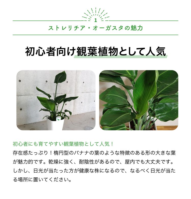 ITANSE 観葉植物 ストレリチア・オーガスタ 8号鉢 Mサイズ 1個 人気