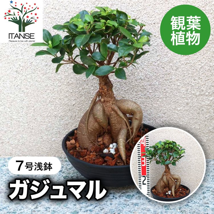 ITANSE 観葉植物 ガジュマル 7号鉢 1個 人気 小型 おしゃれ インテリア