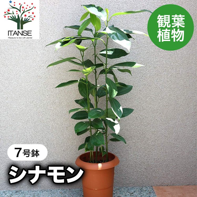 ITANSE 観葉植物 シナモン 7号鉢 1個 人気 中型 おしゃれ インテリア