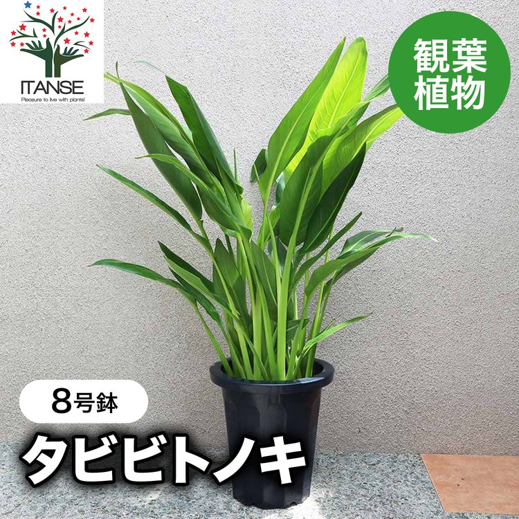 【美株・新芽あり】タビビトノキ 8号 特大 観葉植物 ITANSE 観葉植物 旅人(タビビト)の木8号1個 人気 小型 おしゃれ 卓上