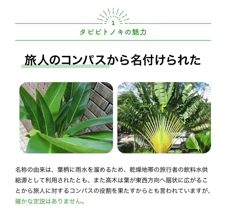 ITANSE 観葉植物 旅人(タビビト)の木8号1個 人気 小型 おしゃれ 卓上