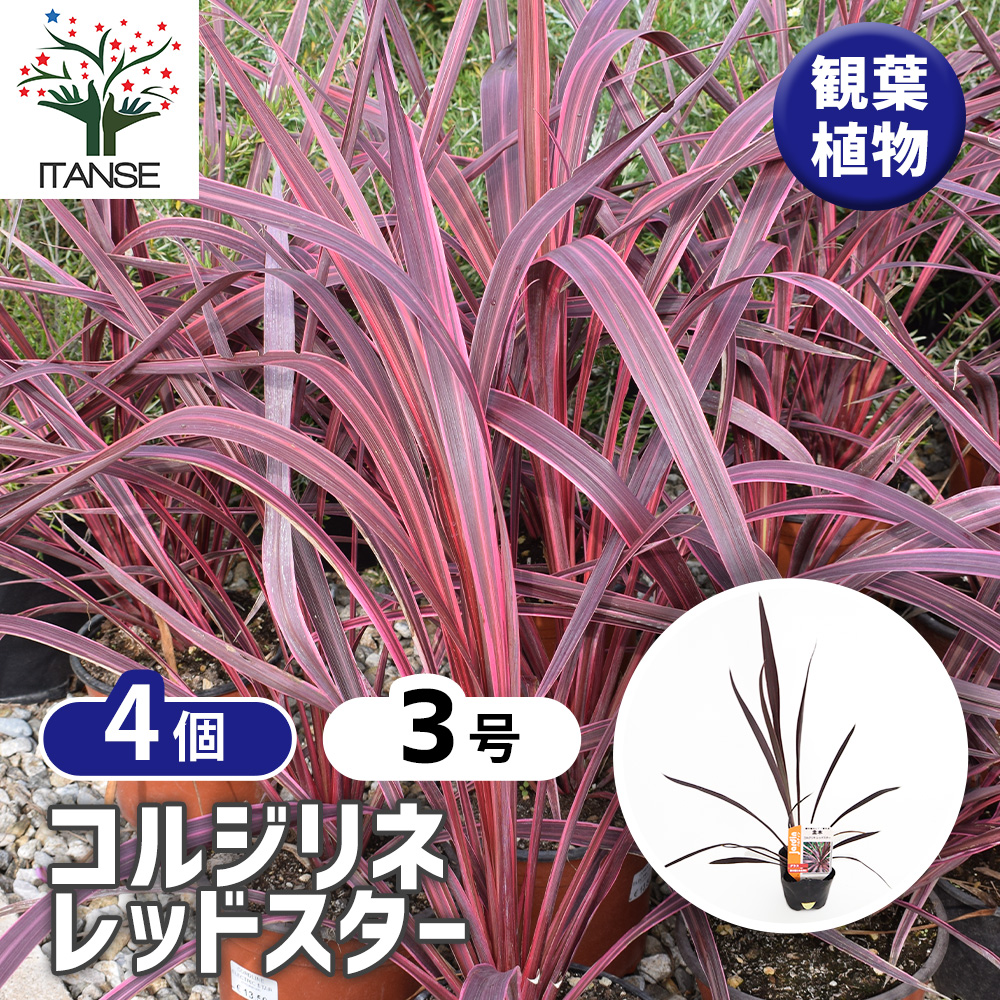 コルディリネ レッドスター(主木) 観葉植物 3号/お買い得4個セット