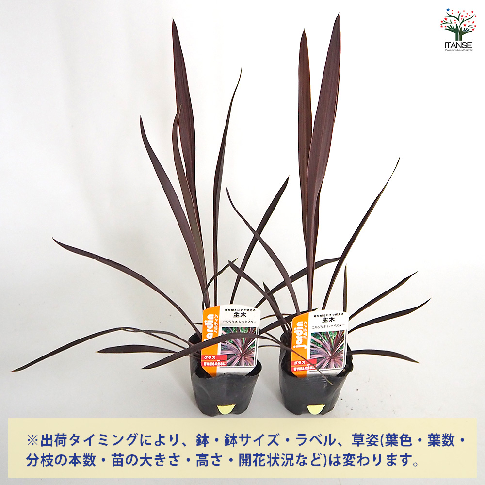 コルジリネ レッドスター 庭木 観葉植物 コルディリネ レッドスター(主木) 観葉植物 3号/お買い得4個セット
