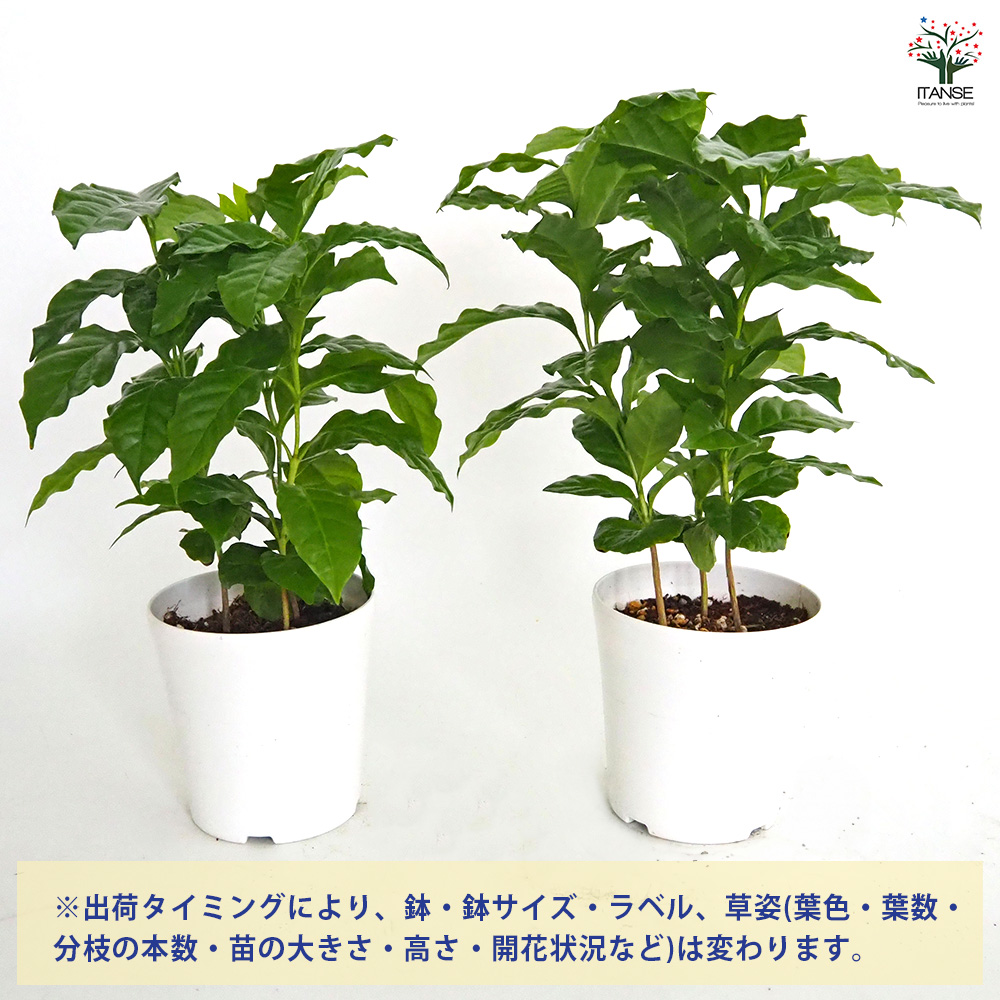 コーヒーの木 観葉植物 4号/1個売り 果樹の苗 果樹の苗木 コーヒー