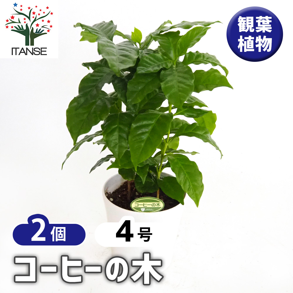 コーヒーの木 観葉植物 4号/お買い得2個セット 果樹の苗 果樹の苗木