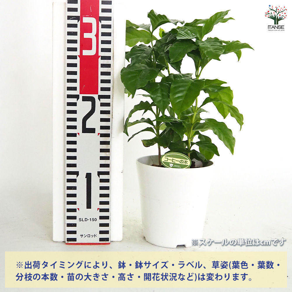 コーヒーの木　苗　観葉植物　コーヒーノキ コーヒーの木 観葉植物 4号/お買い得2個セット 果樹の苗 果樹の苗木