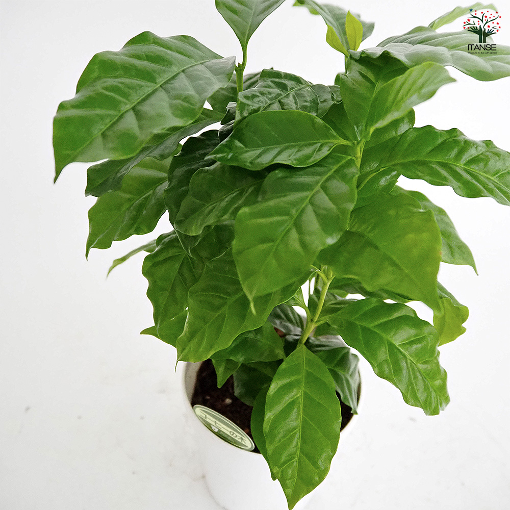 コーヒーの木 観葉植物 4号/お買い得2個セット 果樹の苗 果樹の苗木