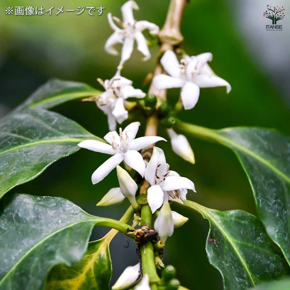 コーヒーの木 観葉植物 4号/お買い得2個セット 果樹の苗 果樹の苗木