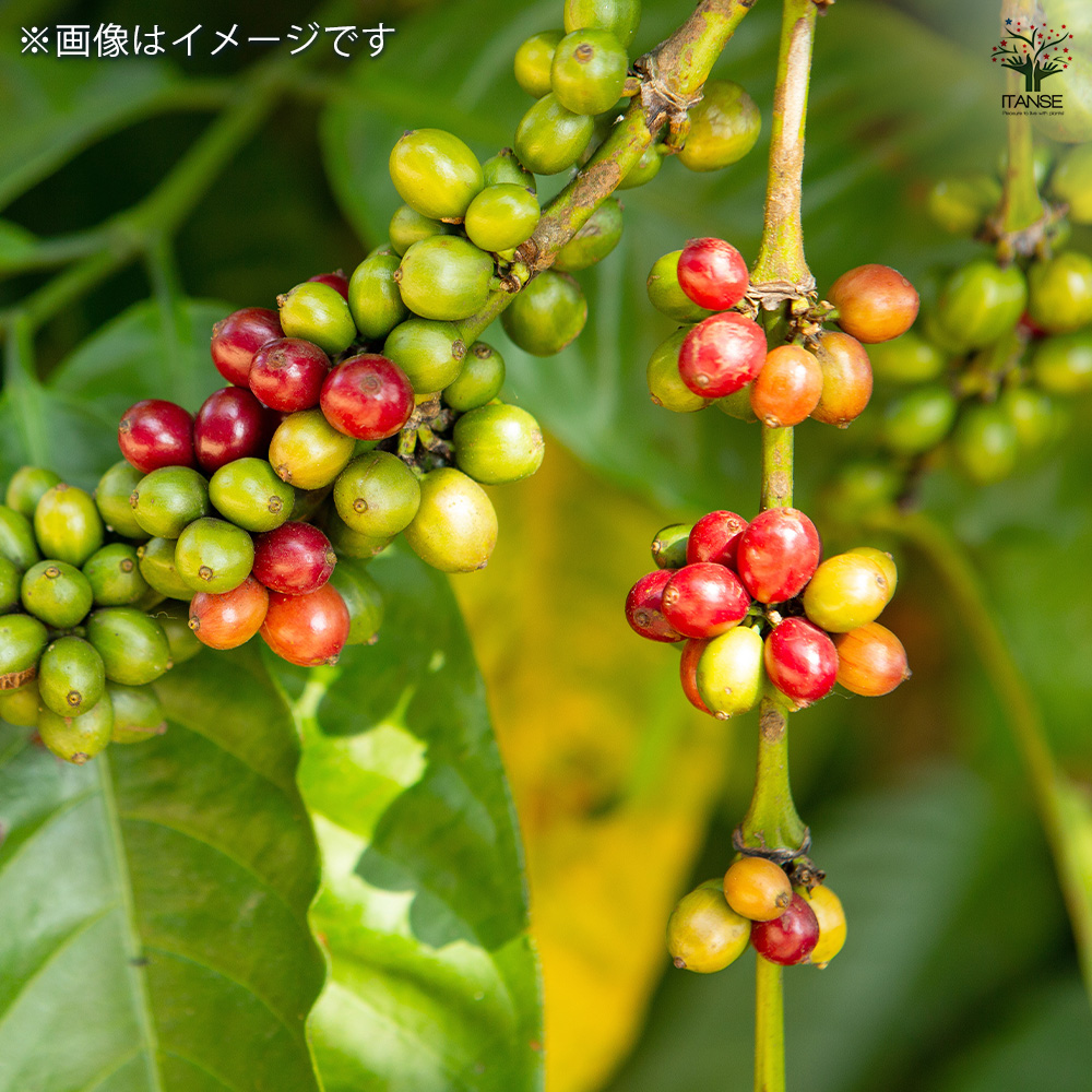 コーヒーの木 観葉植物 4号/お買い得2個セット 果樹の苗 果樹の苗木