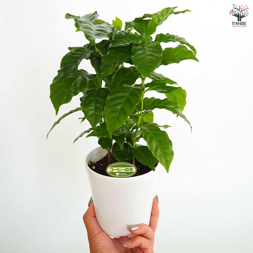 コーヒーの木 観葉植物 4号/お買い得2個セット 果樹の苗 果樹の苗木