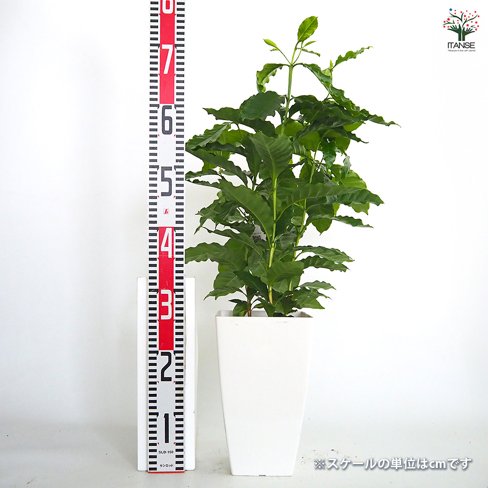 コーヒーの木 観葉植物 7号/1個売り 果樹の苗 果樹の苗木 コーヒー