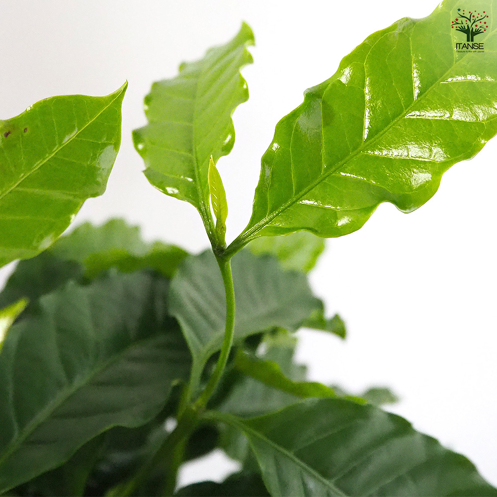 コーヒーの木 観葉植物 7号/1個売り 果樹の苗 果樹の苗木 コーヒー