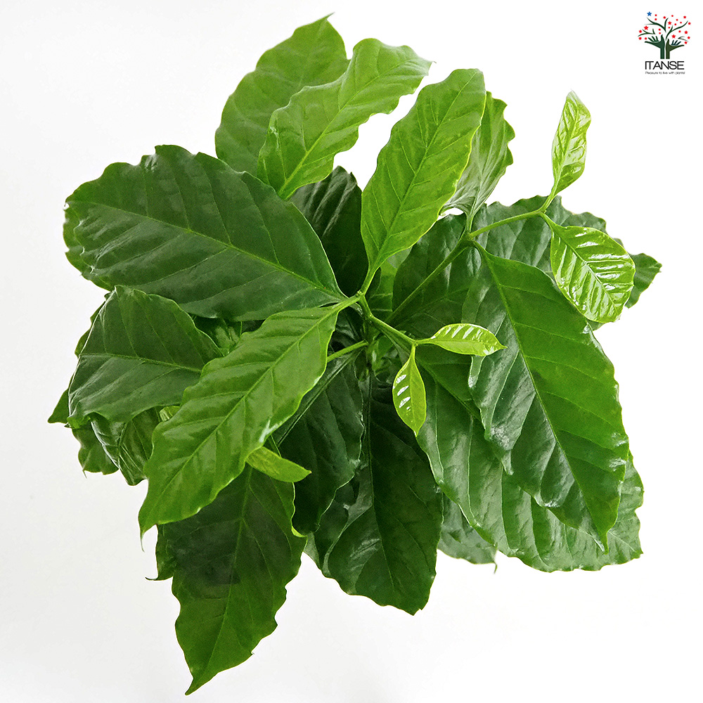 コーヒーの木 アラビカ種 観葉植物 5号/1個売り 果樹の苗 果樹の苗木
