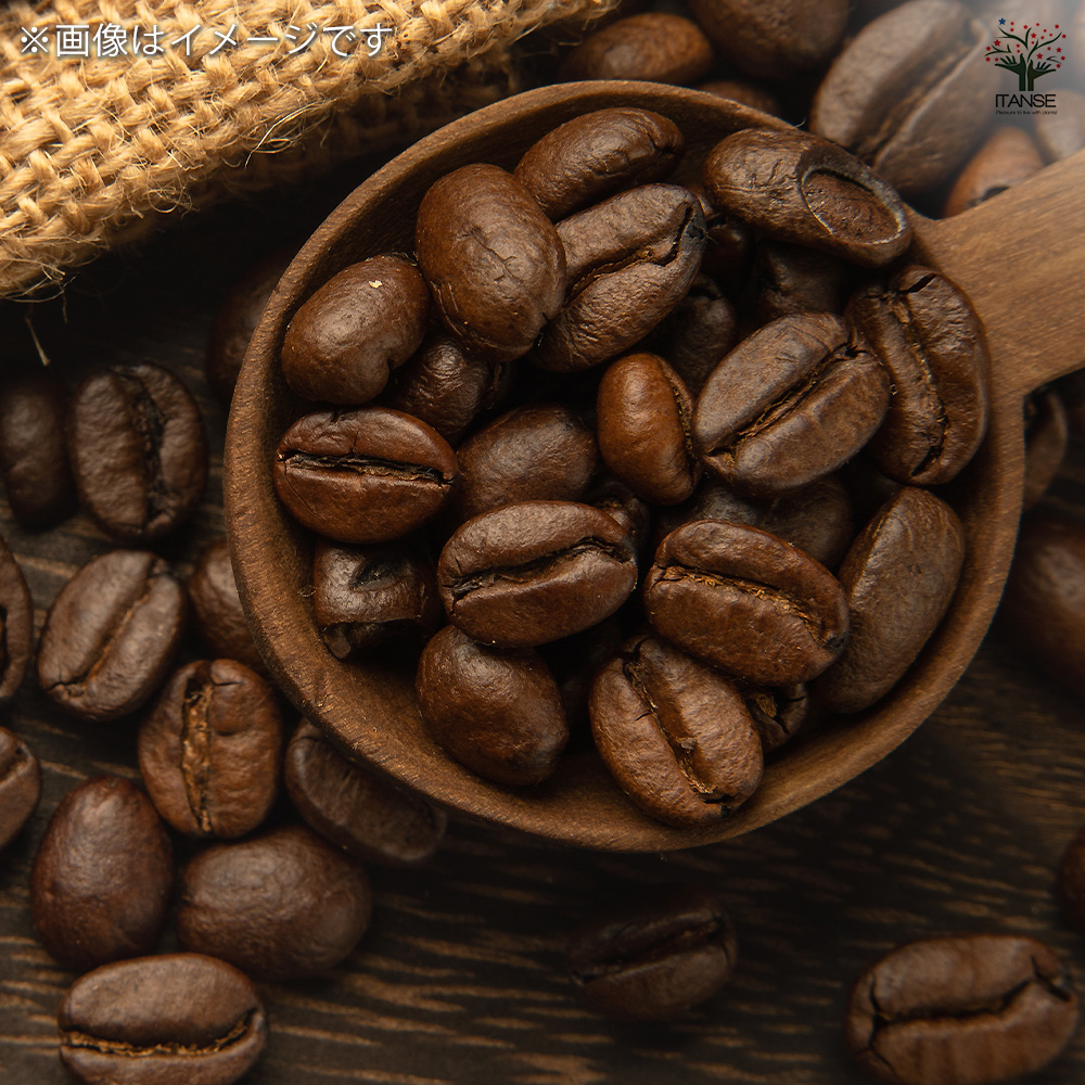 コーヒーの木 アラビカ種 観葉植物 5号/1個売り 果樹の苗 果樹の苗木