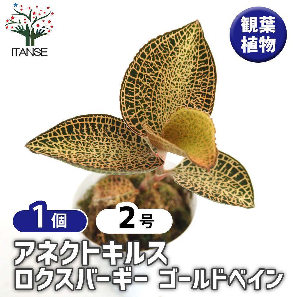 アネクトキルス ロクスバーギー ゴールドベイン 観葉植物 2号/1個売り