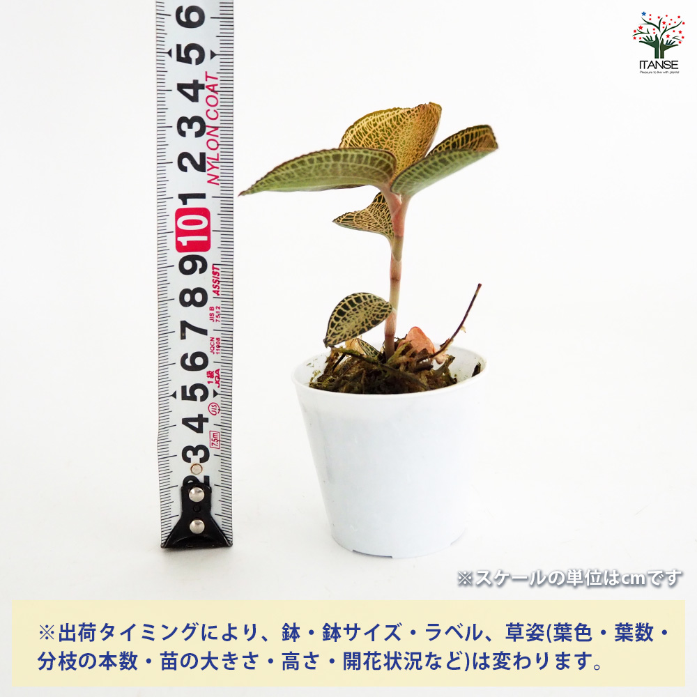 アネクトキルス ロクスバーギー ゴールドベイン 観葉植物 2号/1個売り