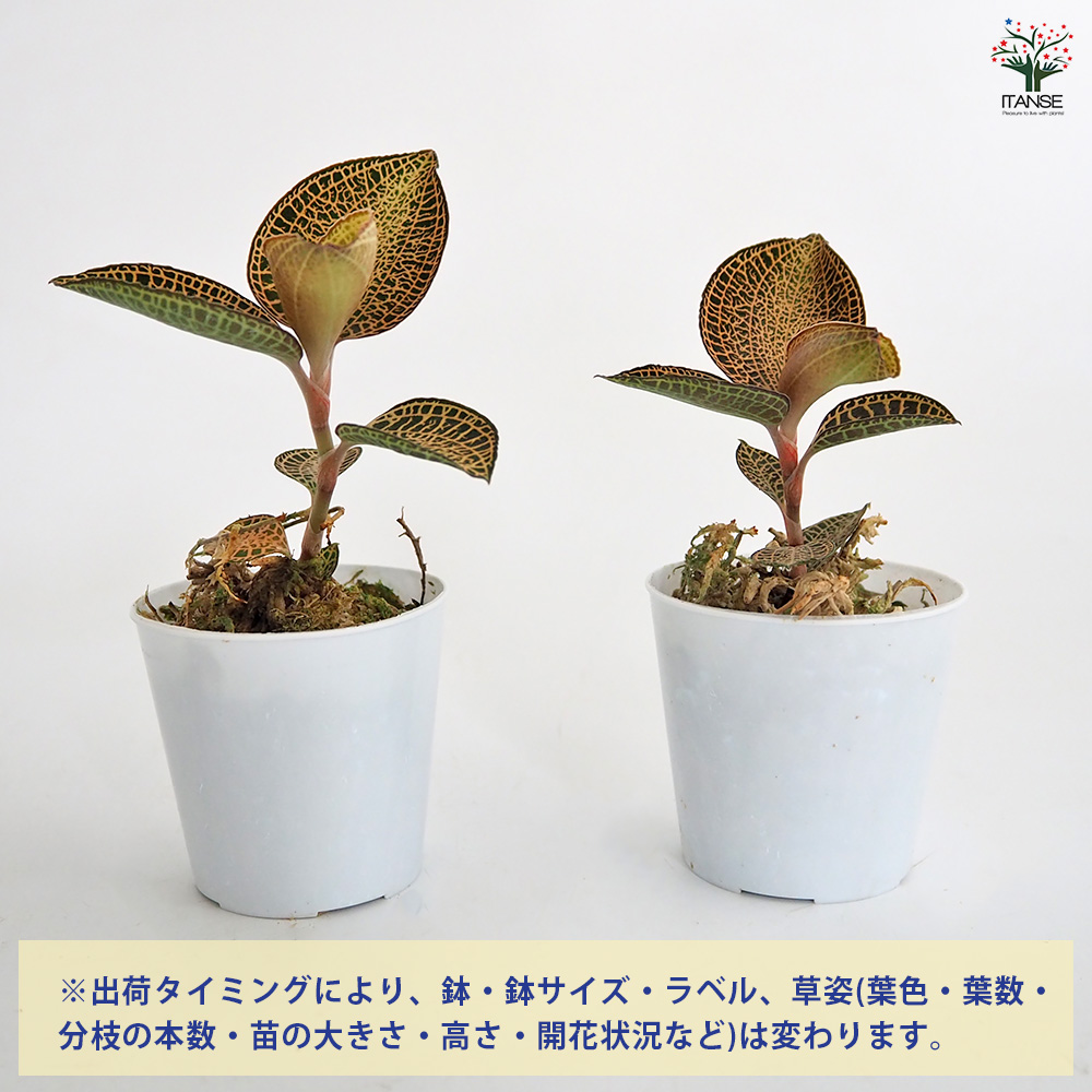 アネクトキルス ロクスバーギー ゴールドベイン 観葉植物 2号/1個売り