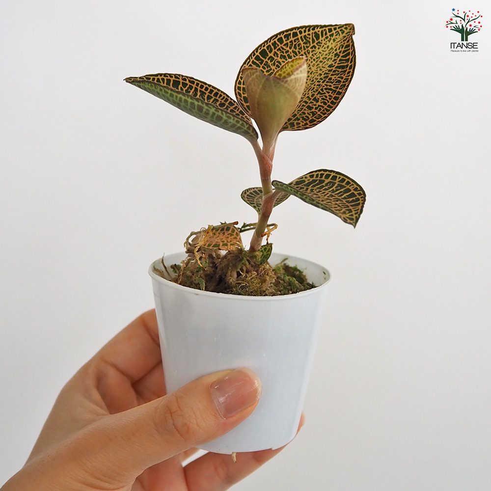 アネクトキルス ロクスバーギー ゴールドベイン 観葉植物 2号/1個売り