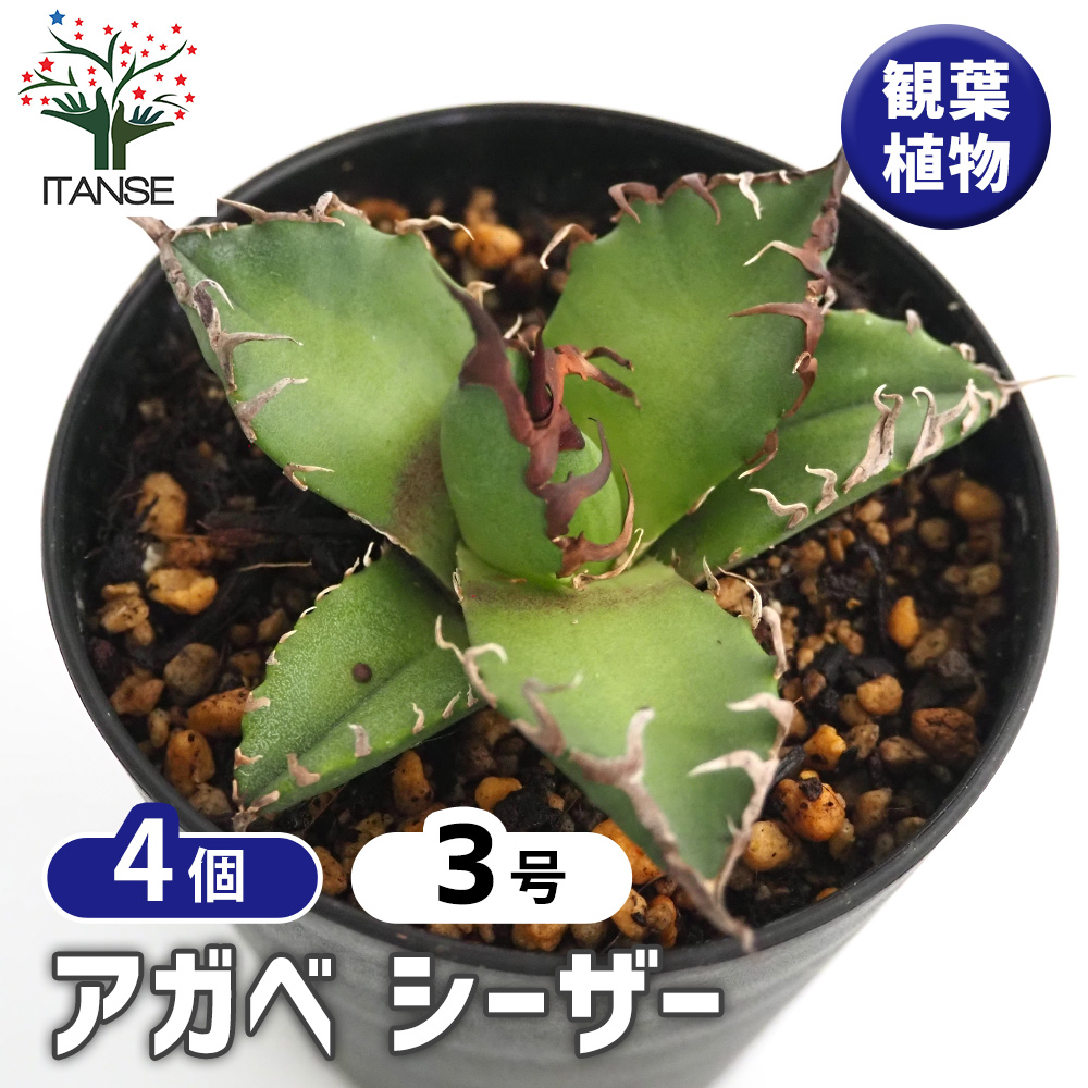 アガベ シーザー 観葉植物 3号/お買い得4個セット リビング オフィス