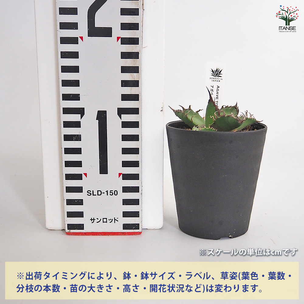 アガベ シーザー 観葉植物 3号/お買い得4個セット リビング オフィス