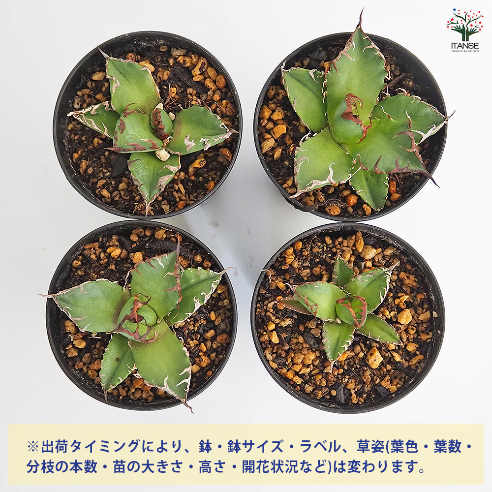 アガベ シーザー 観葉植物 3号/お買い得4個セット リビング オフィス