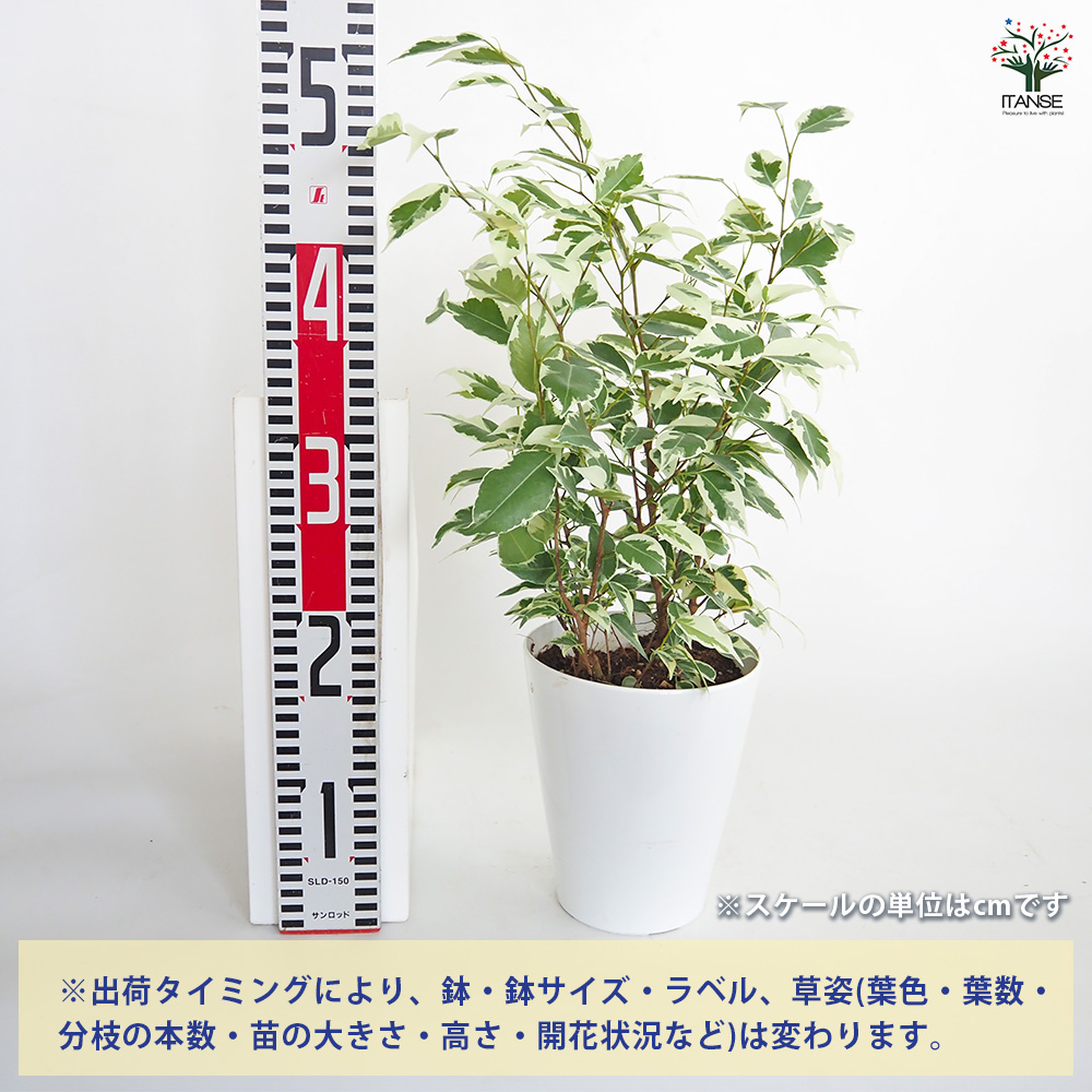 フィカス ベンジャミン スターライト 観葉植物 5号/1個売り リビング