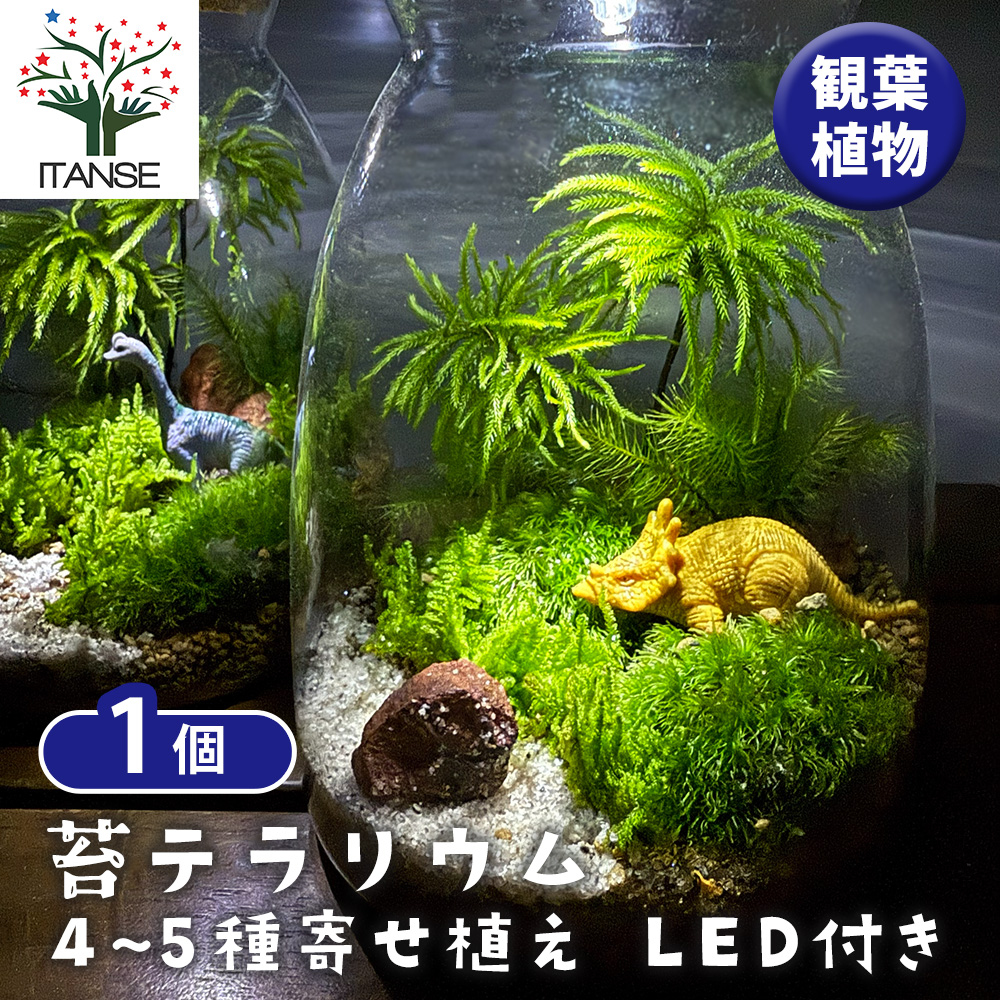 苔テラリウム 4〜5種寄せ植え LED付き 恐竜 観葉植物 /1個売り
