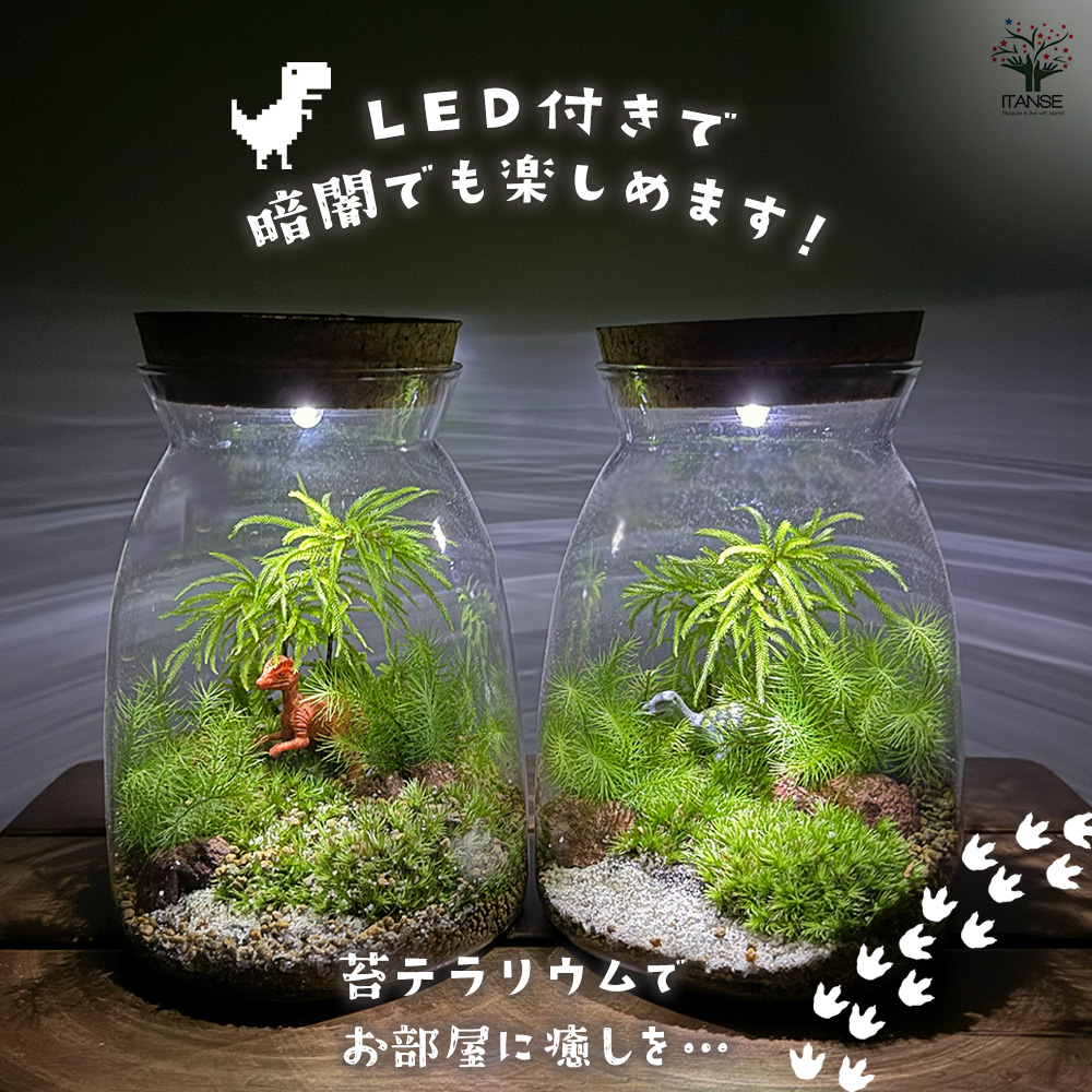 苔テラリウム 4〜5種寄せ植え LED付き 恐竜 観葉植物 /1個売り