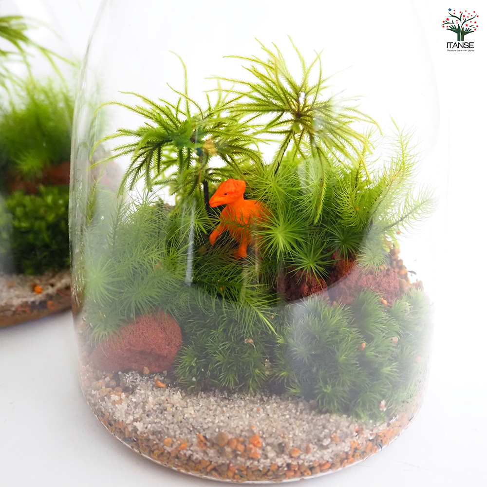 苔テラリウム 4〜5種寄せ植え LED付き 恐竜 観葉植物 /1個売り