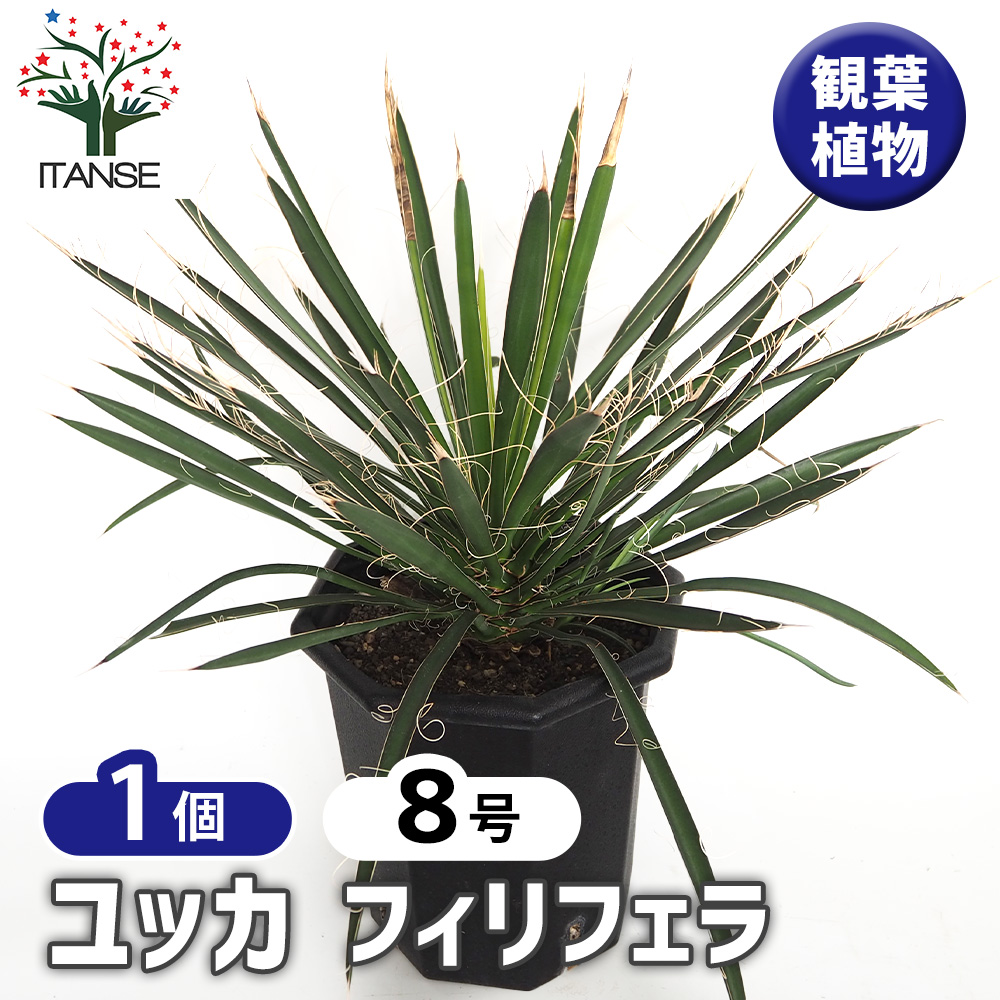 ユッカ フィリフェラ 観葉植物 8号/1個売り ゆっか リビング 事務所