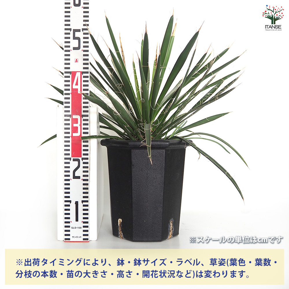 ユッカ フィリフェラ 観葉植物 8号/1個売り ゆっか リビング 事務所