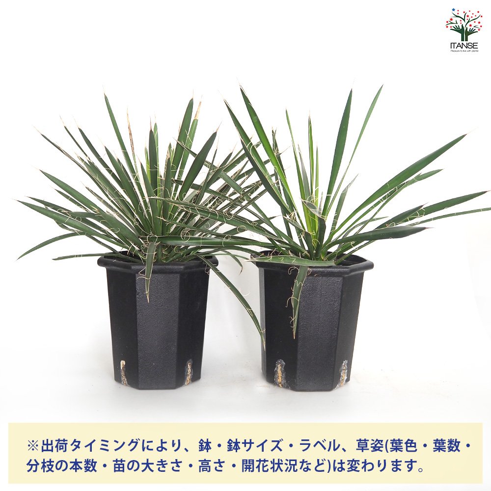 ユッカ/フィリフェラ/幹立ち/Mサイズ/ドライガーデン/観葉植物/美株 観葉植物 おしゃれ 大型 本物 屋外 ユッカ フィリフェラ 10号 現品