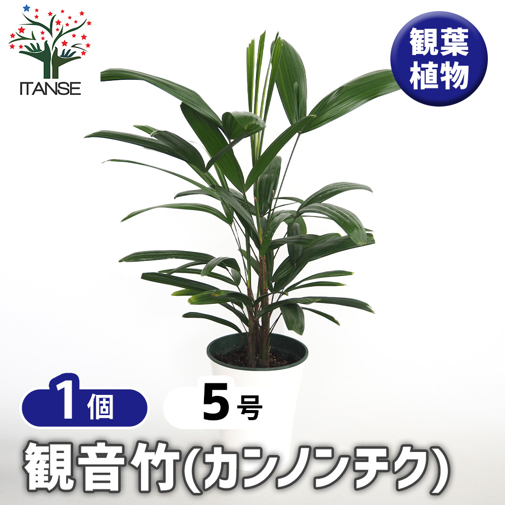 【現品】観音竹（カンノンチク）　8号　紺鉢　（1） 楽天市場】カンノンチク 8号 観音竹 観葉植物 鉢植え 販売 苗 苗木