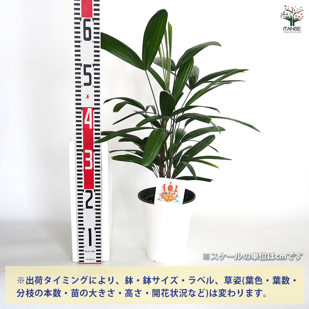 観音竹(カンノンチク) 観葉植物 5号/1個売り 観音竹 カンノンチク