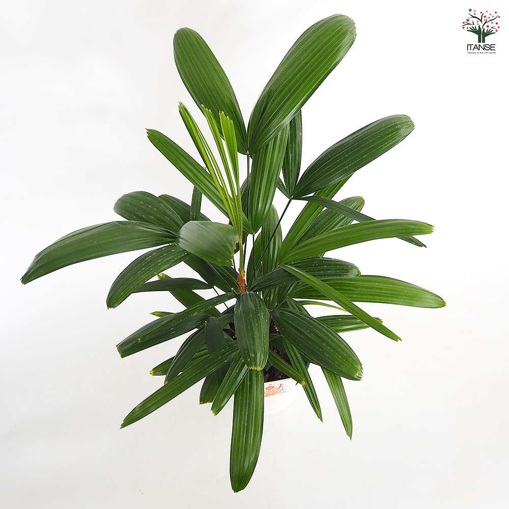 観音竹(カンノンチク) 観葉植物 5号/1個売り 観音竹 カンノンチク