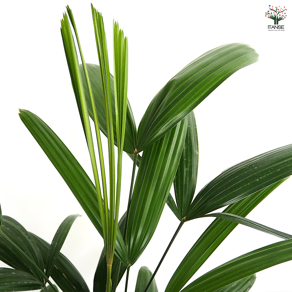 観音竹(カンノンチク) 観葉植物 5号/1個売り 観音竹 カンノンチク