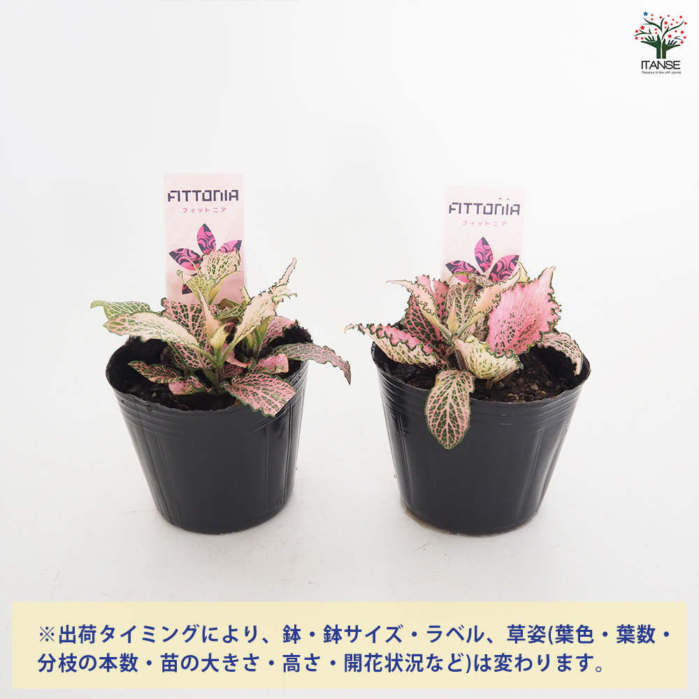 フィットニア ピンク 観葉植物 3号/お買い得4個セット アミメグサ 網目