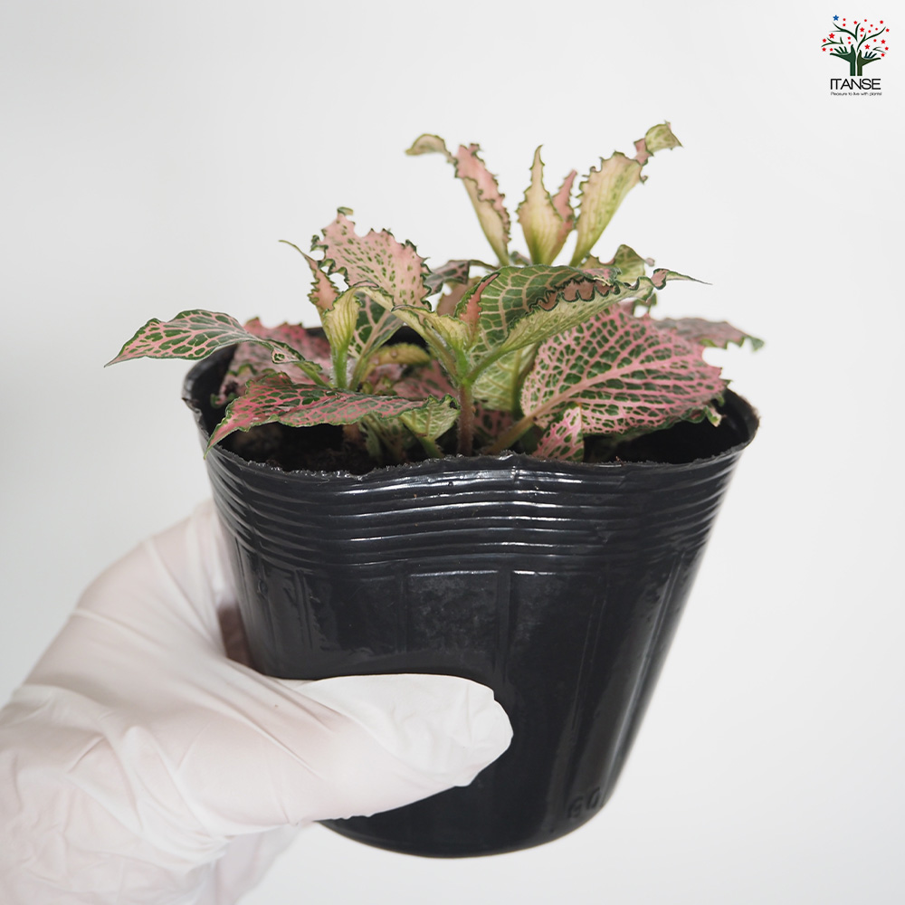 フィットニア ピンク 観葉植物 3号/お買い得4個セット アミメグサ 網目