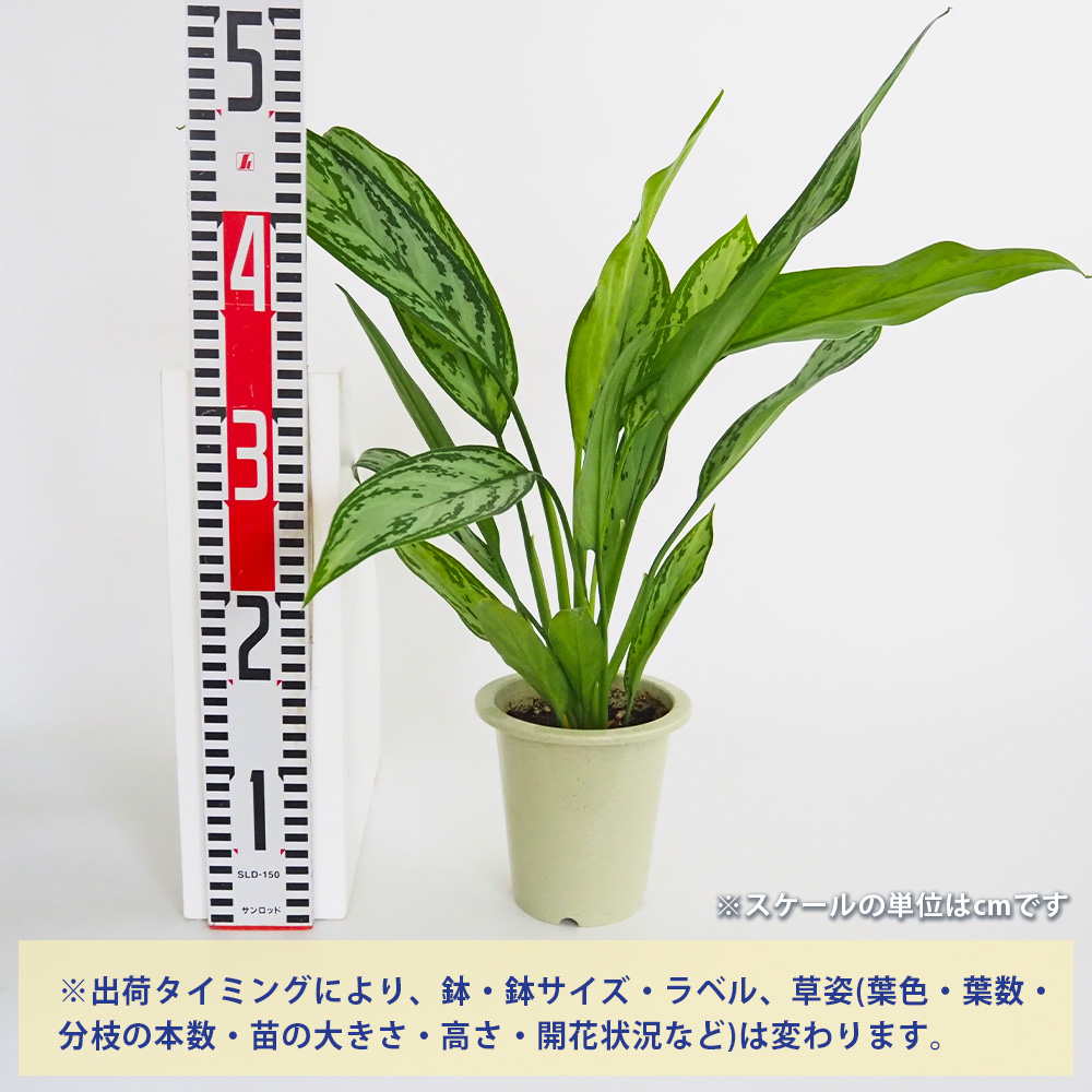 アグラオネマ シルバークイーン 観葉植物 4号/1個売り Aglaonema