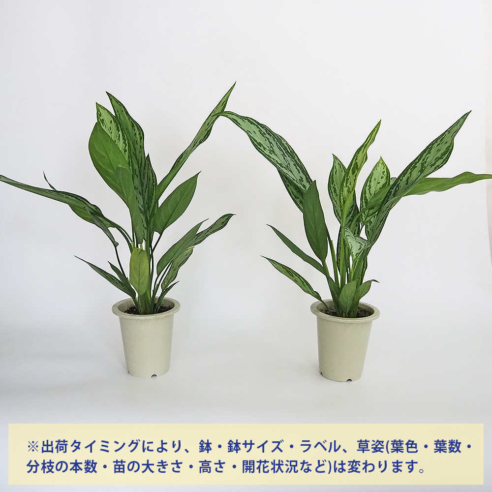 アグラオネマ シルバークイーン 観葉植物 4号/1個売り Aglaonema